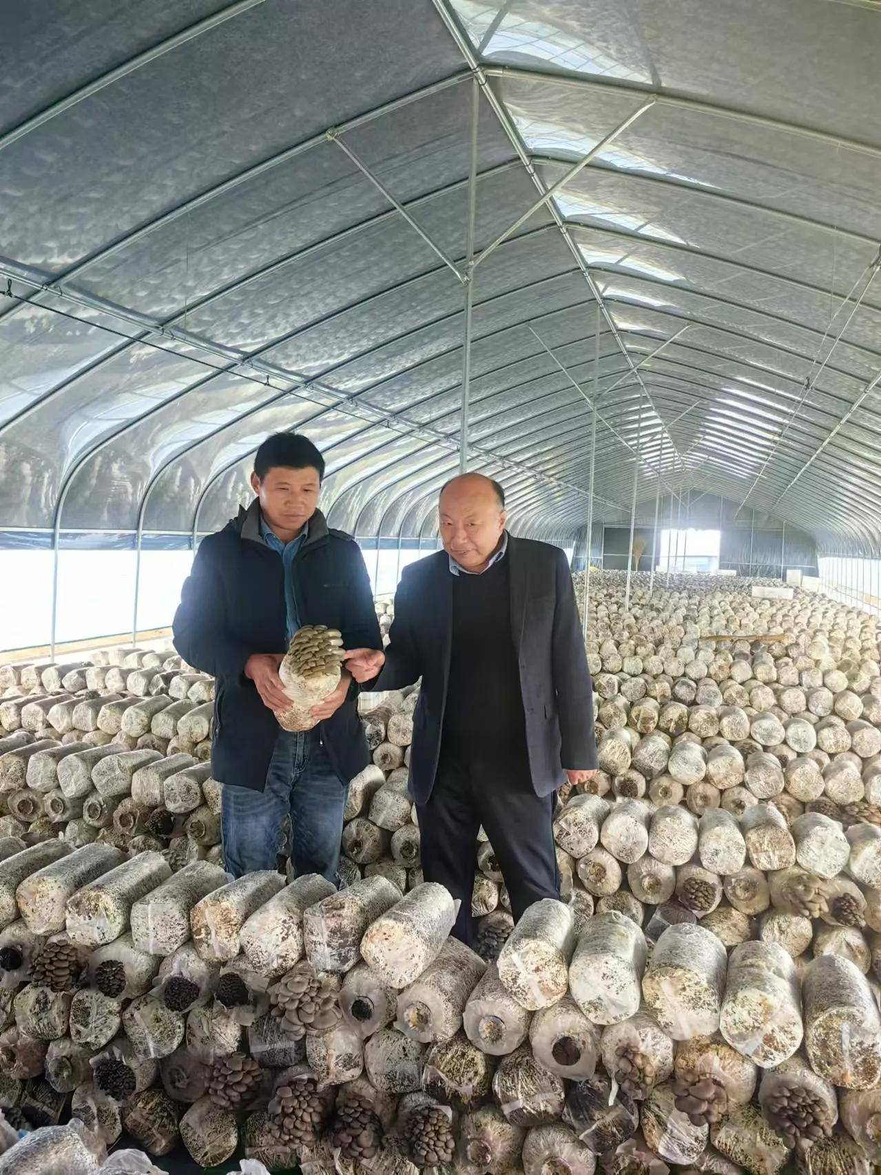 科技特派员丁伦保到肥西山南镇合肥市春红食用菌专业合作社指导～～檀力