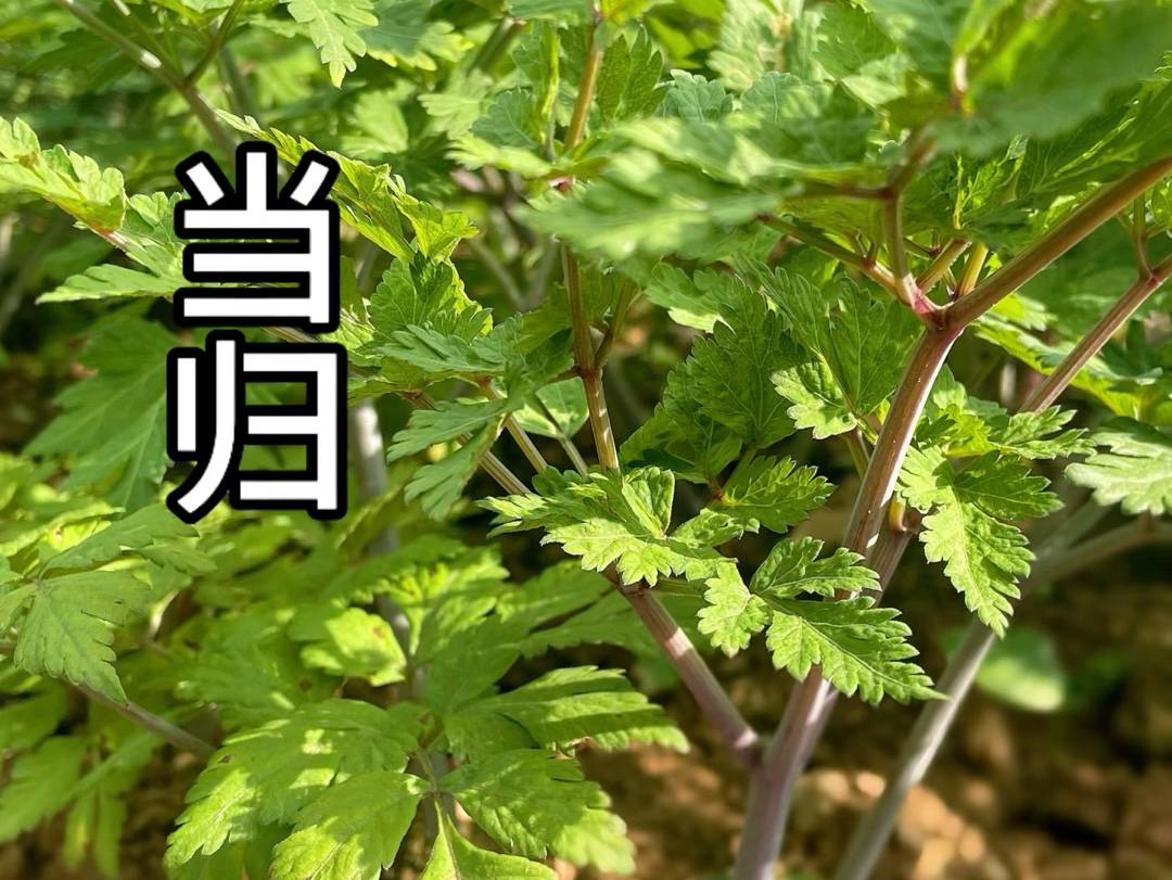 手把手教你认清中草药植物500种(41.当归)_生活_自然_壤土