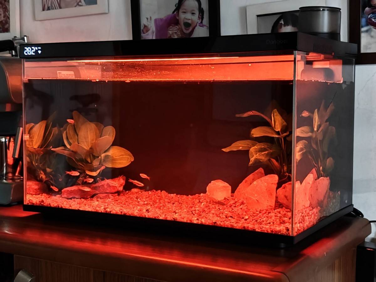 当贝智能鱼缸1 Ultra体验:智能加持,尽享养鱼新乐趣