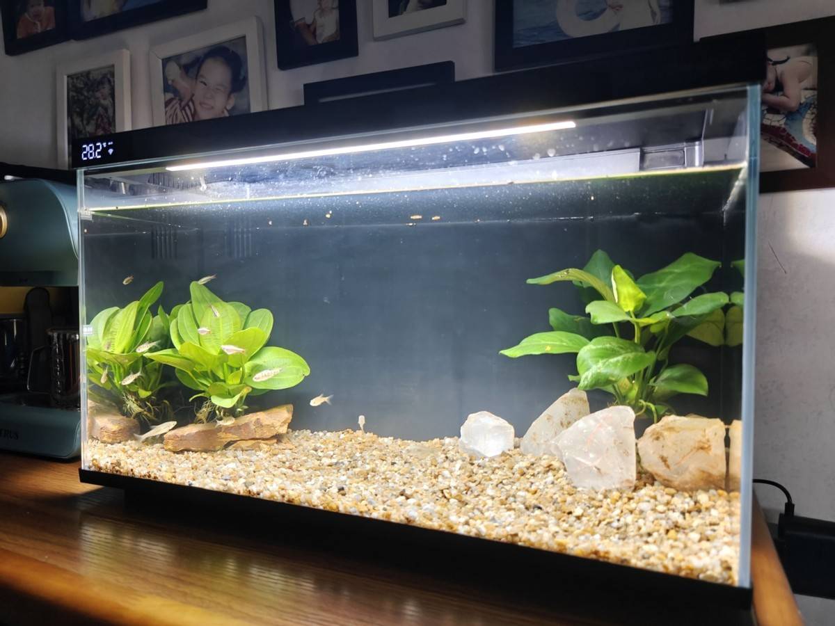 当贝智能鱼缸1 Ultra体验:智能加持,尽享养鱼新乐趣