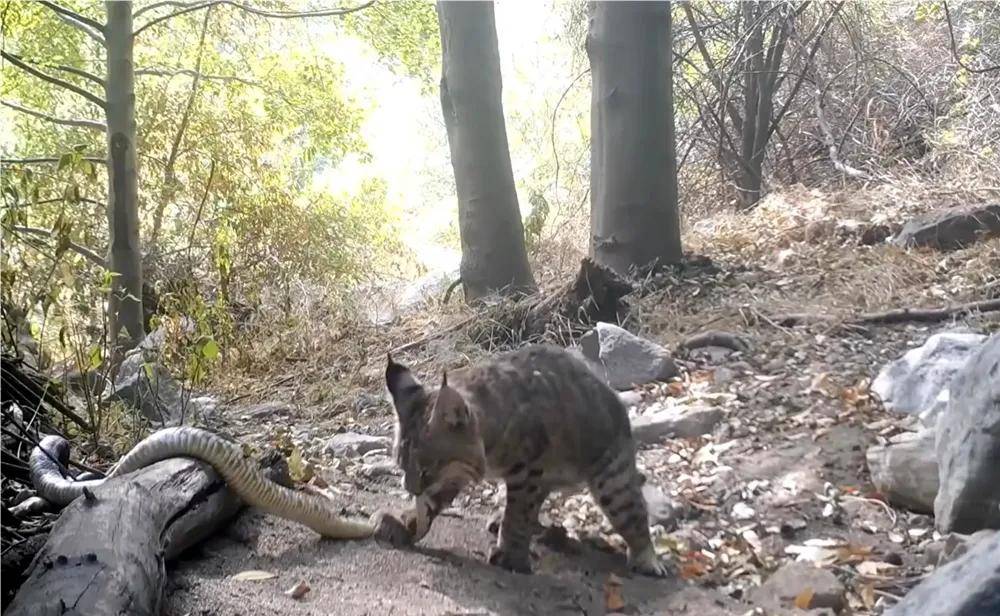 短尾猫捕猎响尾蛇,用爪子反复攻击,直到蛇疲惫不堪,再一口咬住蛇颈