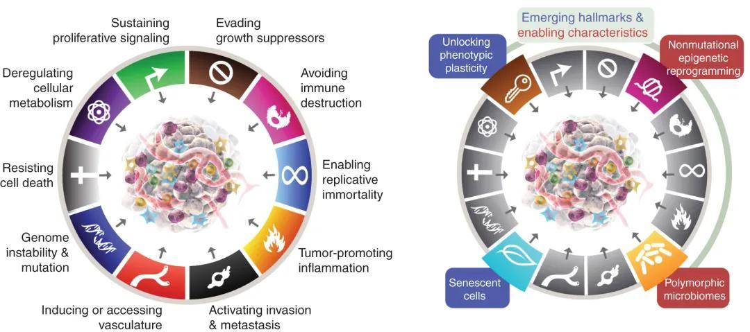 Cancer Discovery发表顶级综述:Hallmarks of Cancer:New Dimensions_癌症_标志_细胞
