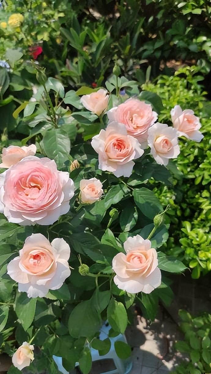 分享一种漂亮的月季花,花色鲜艳花型饱满,多季节有花赏