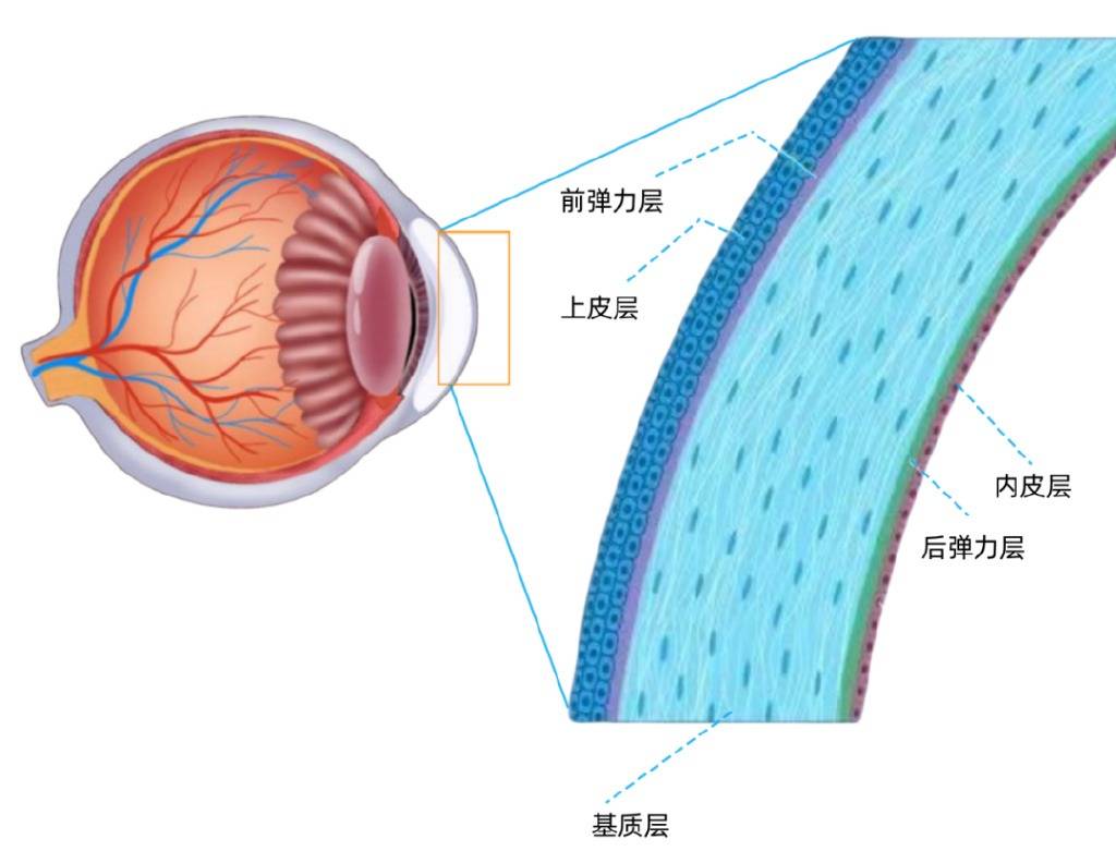 后角膜可分为上皮层,i前弹力层,i基质层,i后弹力层和内皮层等五层结构