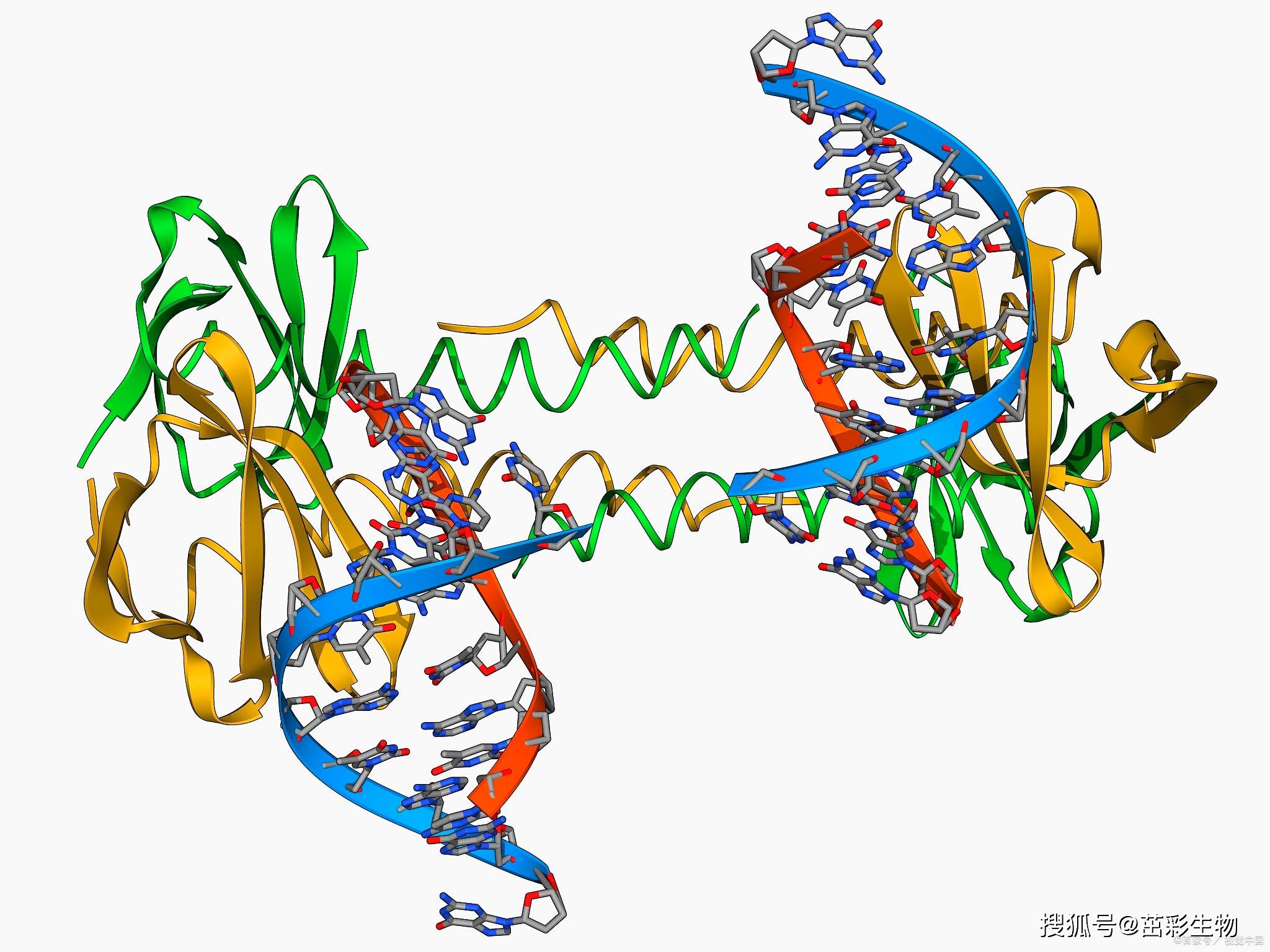 肌球蛋白重链4(myh4)|elisa指标