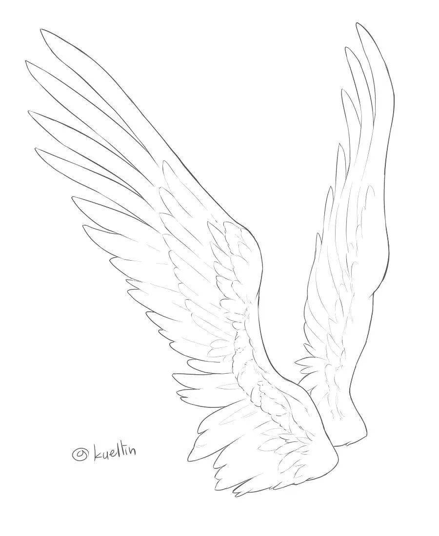 以上就是翅膀的素材了~多看多练才是提升画技的王道.