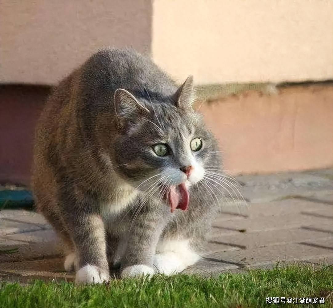 小猫为什么吐 小猫为什么吐
