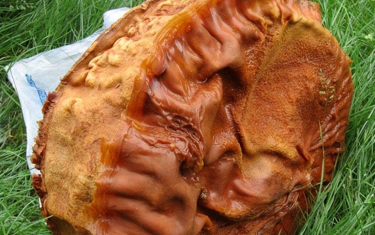 "太岁"形成于4万年前?中科院用精密仪器,揭开太岁的神秘面纱