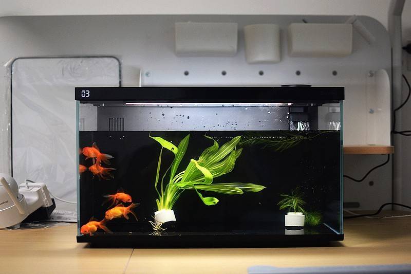 当贝智能鱼缸 1 Ultra 现代科技与自然生态的完美融合