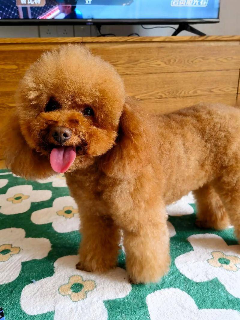 养了泰迪以后,发现它有下面6个表现,说明它不把自己当狗了!