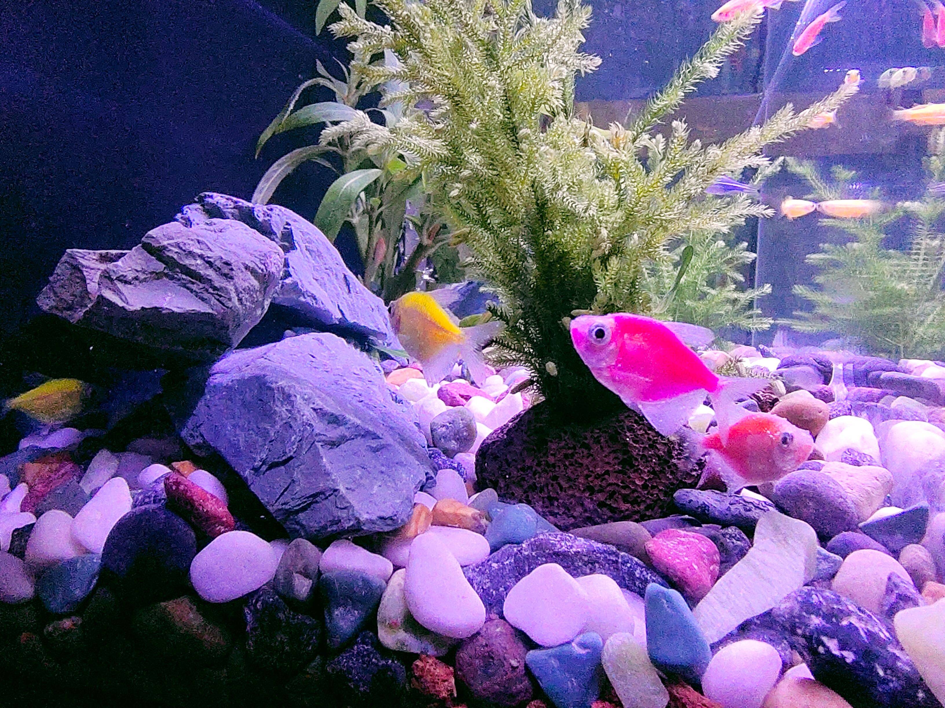 当贝智能鱼缸教你正确养鱼,一键搞定水流和投喂,养鱼如“摸鱼”一样轻松简单