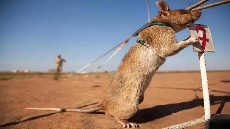 被誉为英雄的非洲巨鼠,每年拯救上万人,它到底有何本事?