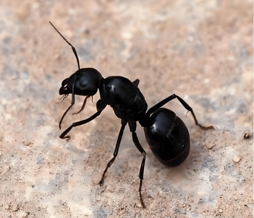 黑蚂蚁泡酒的正确方法,如何泡酒最有效,泡酒配方与比例全解析