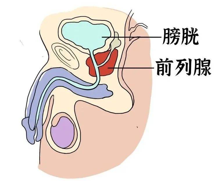 男人身体下方部位图片