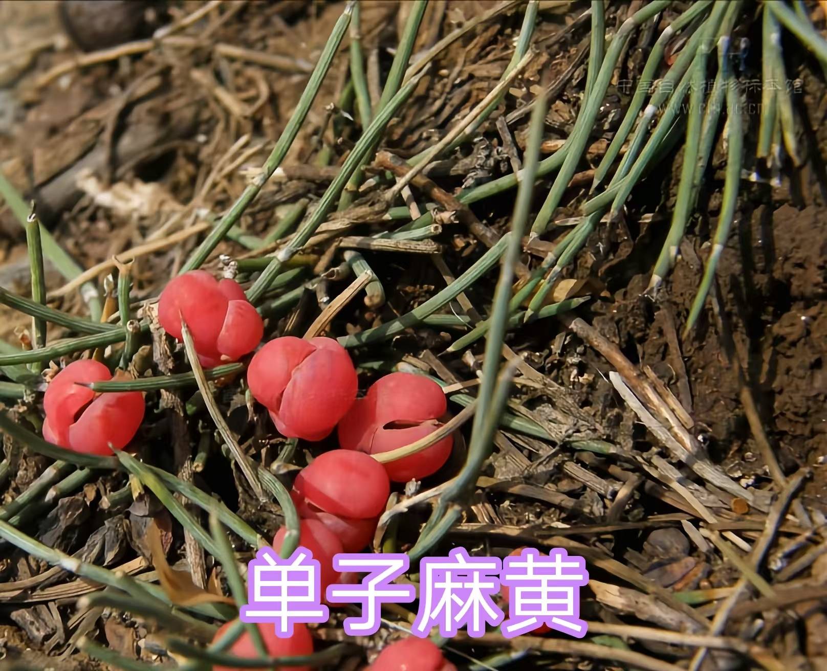 19种麻黄科的裸子植物,单调却有大用处的植物