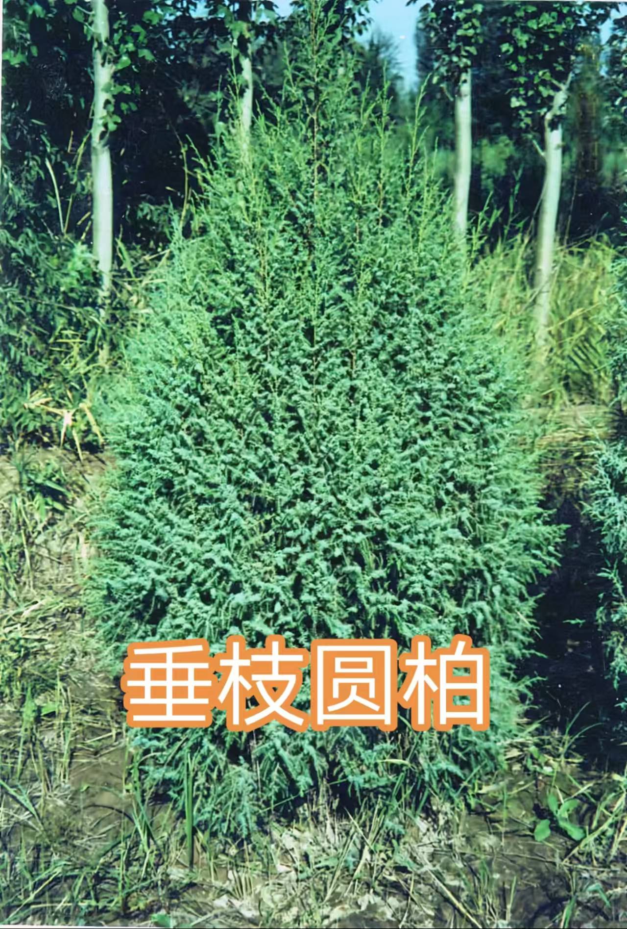 68种柏科植物,园林栽培的常用树种