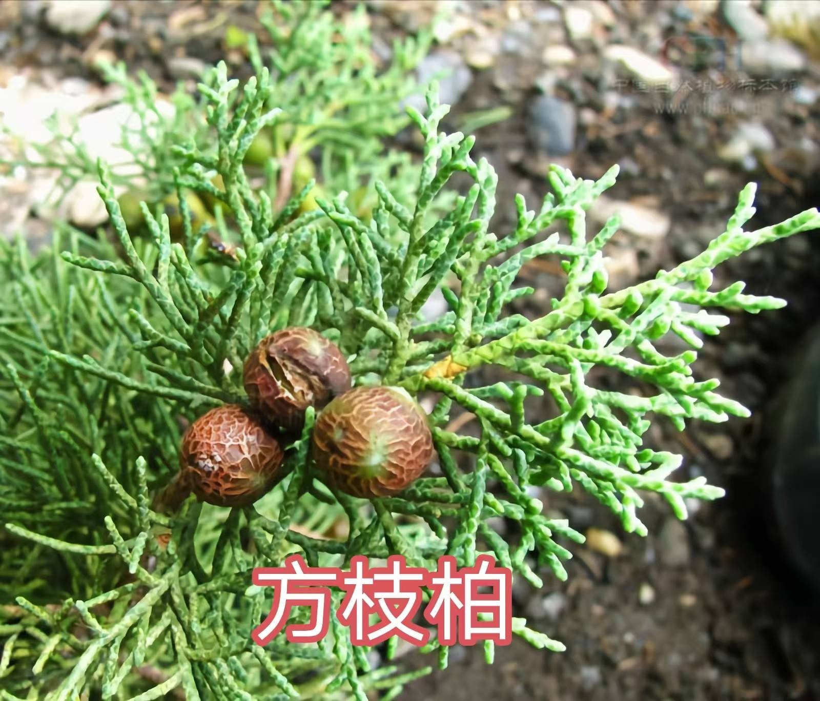 68种柏科植物,园林栽培的常用树种_柏木_高达_中国
