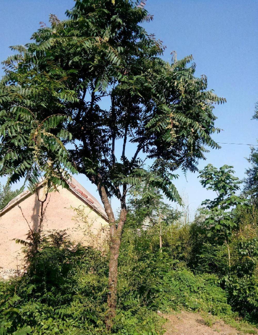 香椿树比毒蛇还危险?为什么会说:不怕蛇进家门,就怕香椿高过房