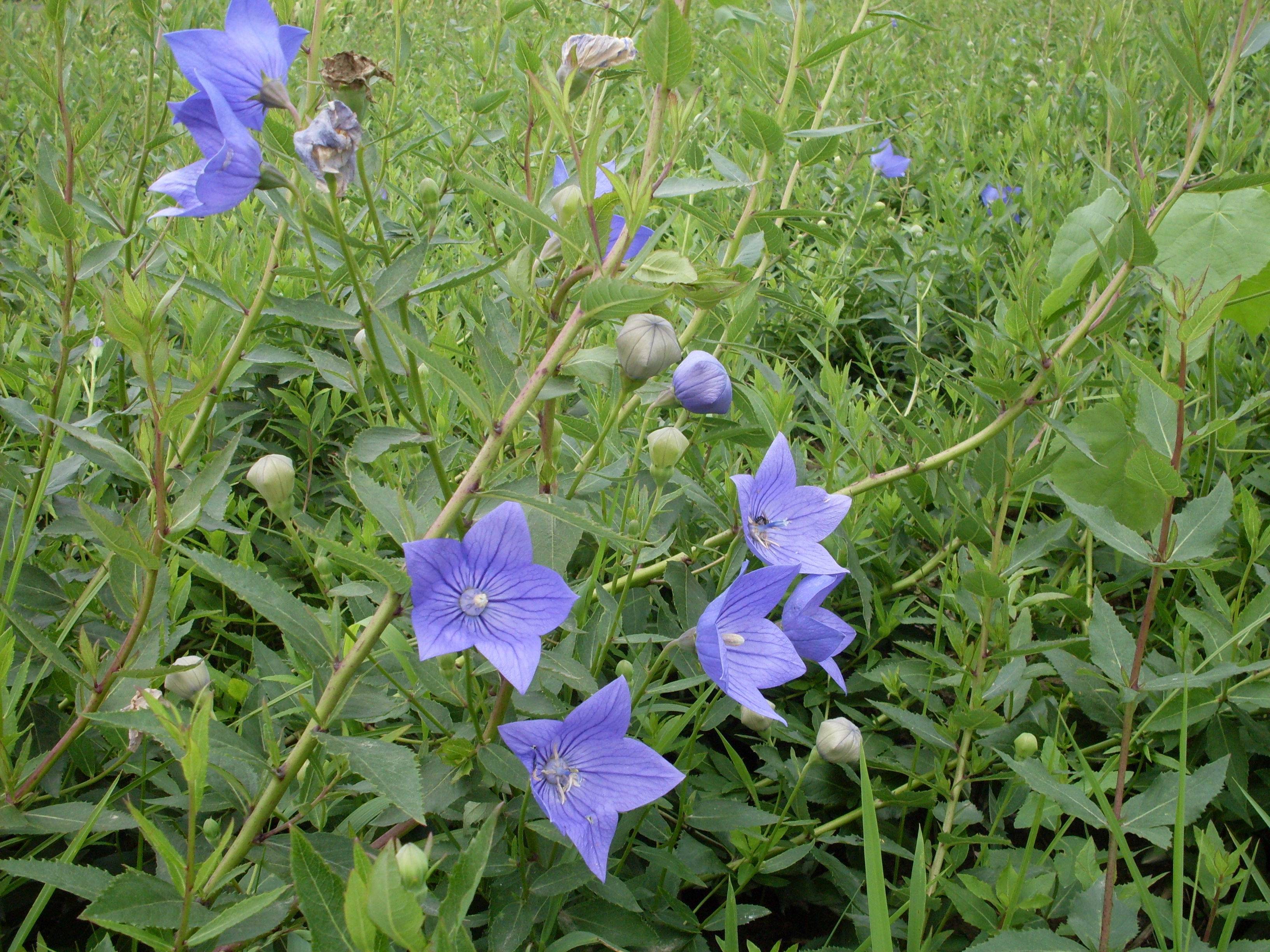 手把手教你认清中草药植物500种