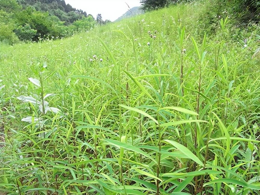 手把手教你认清中草药植物500种