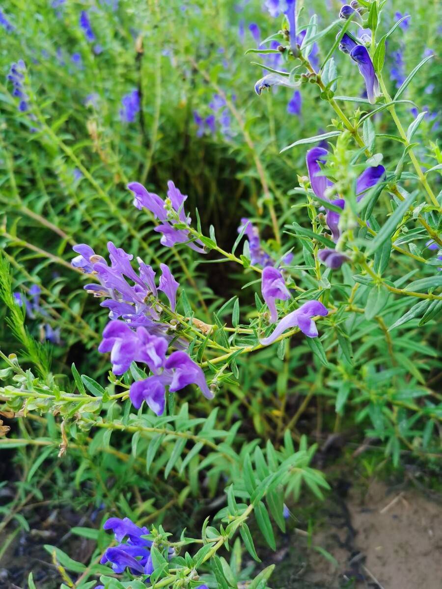 手把手教你认清中草药植物500种