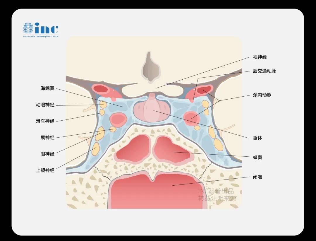 鞍区脑膜瘤手术常涉及垂体腺周围结构的精确操作