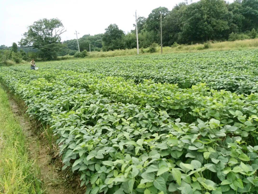 他采用科学的种植密度,确保毛豆植株之间有足够的生长空间;加强田间