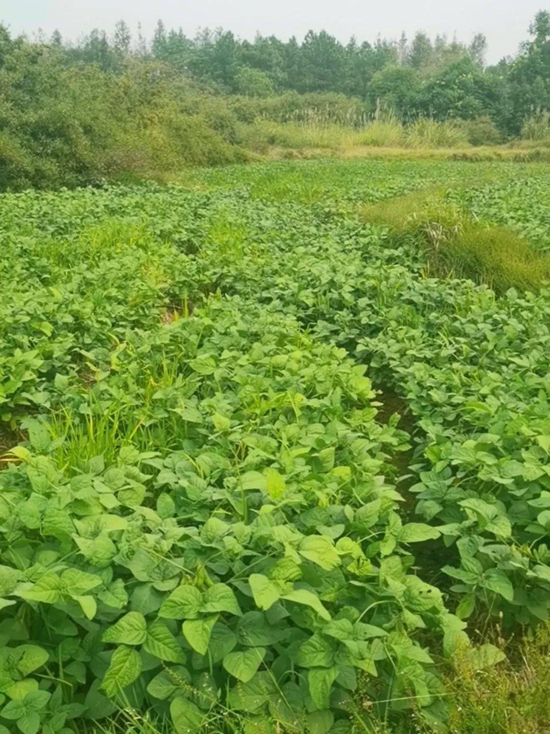 种植毛豆,喷洒叶面肥有用吗?