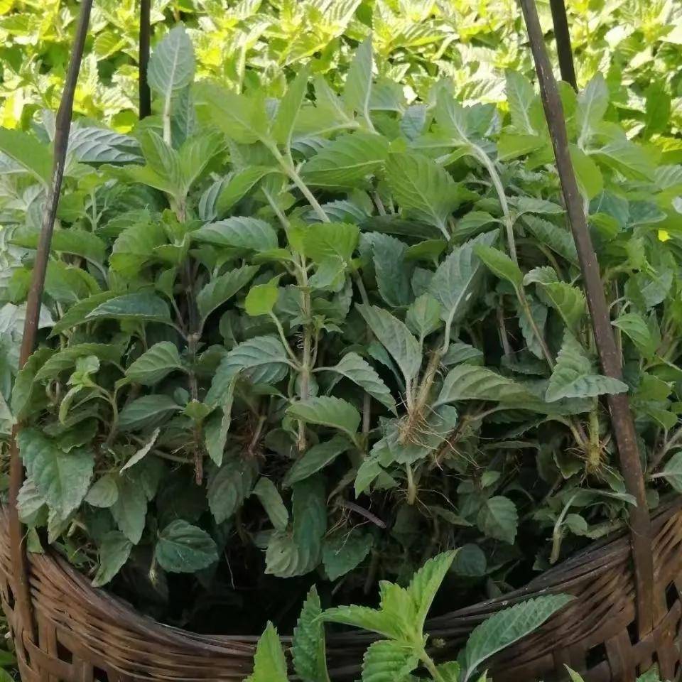 非遗美食之福建