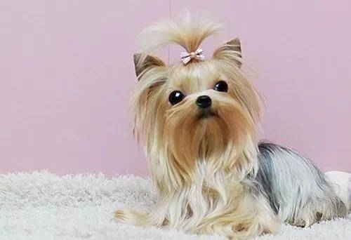 想养一只犬中贵族“约克夏”，约克夏价格多少钱一只？（约克夏种狗）