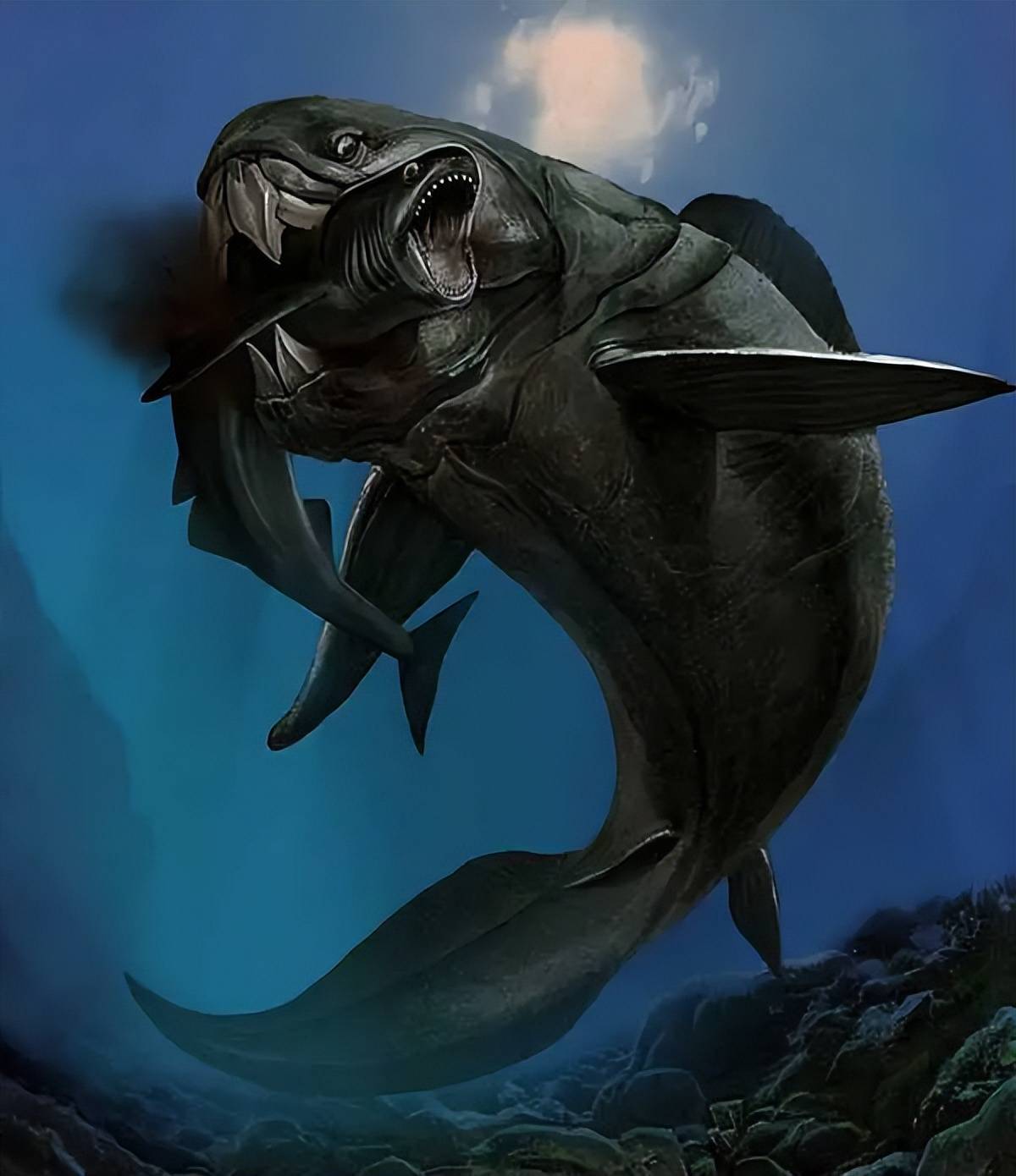 咬合_鲨鱼_化石