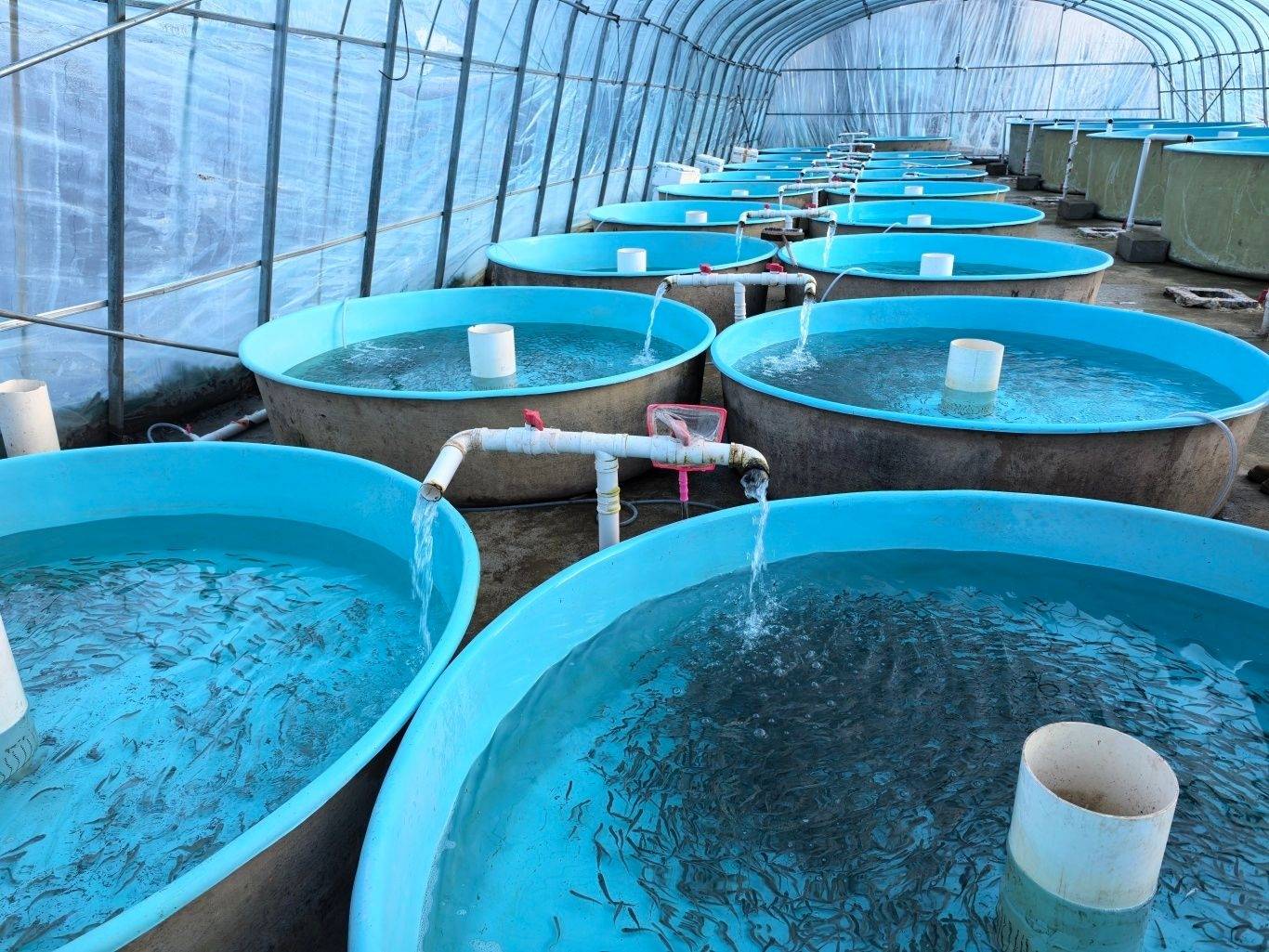 这个坐落在河北承德的"绿色明珠",不仅是国家4a级景区,更隐藏着水产