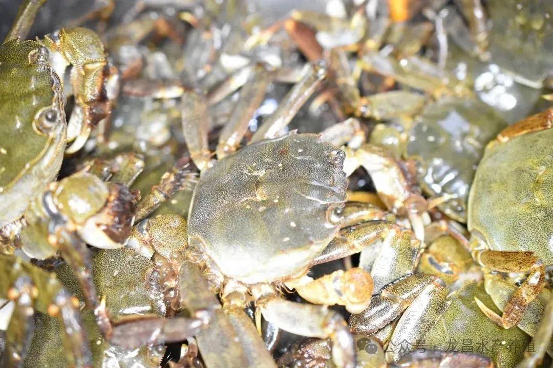 河蟹一二壳肠道暗藏危机,开春如何破局?
