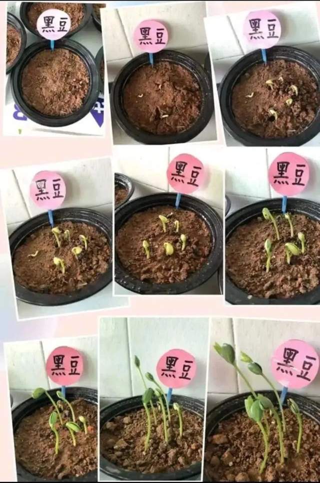 开发"劳动成长手册",采用过程性数据采集