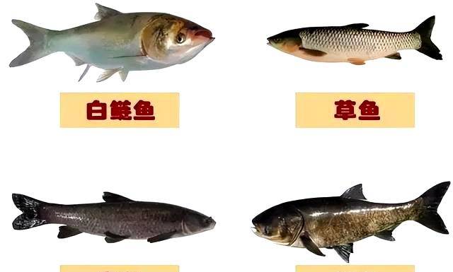 原创            黄河钓获百斤大鲤鱼，这么大的鱼生活在哪里？究竟能长多大？（黄河大鲤鱼最大多少斤）