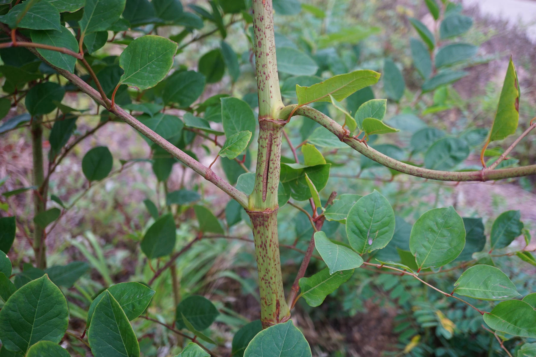 虎杖根茎,叶还可提制栲胶,栲胶在皮革制造,橡胶工业等领域有着重要的