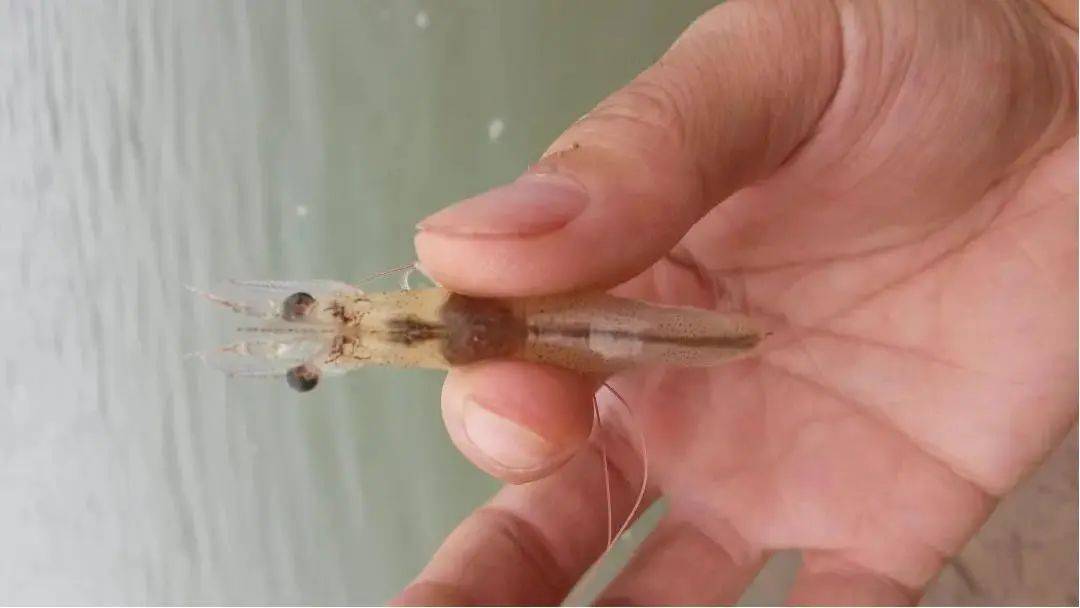 揭秘南美白对虾的"超级器官":肝脏的奥秘