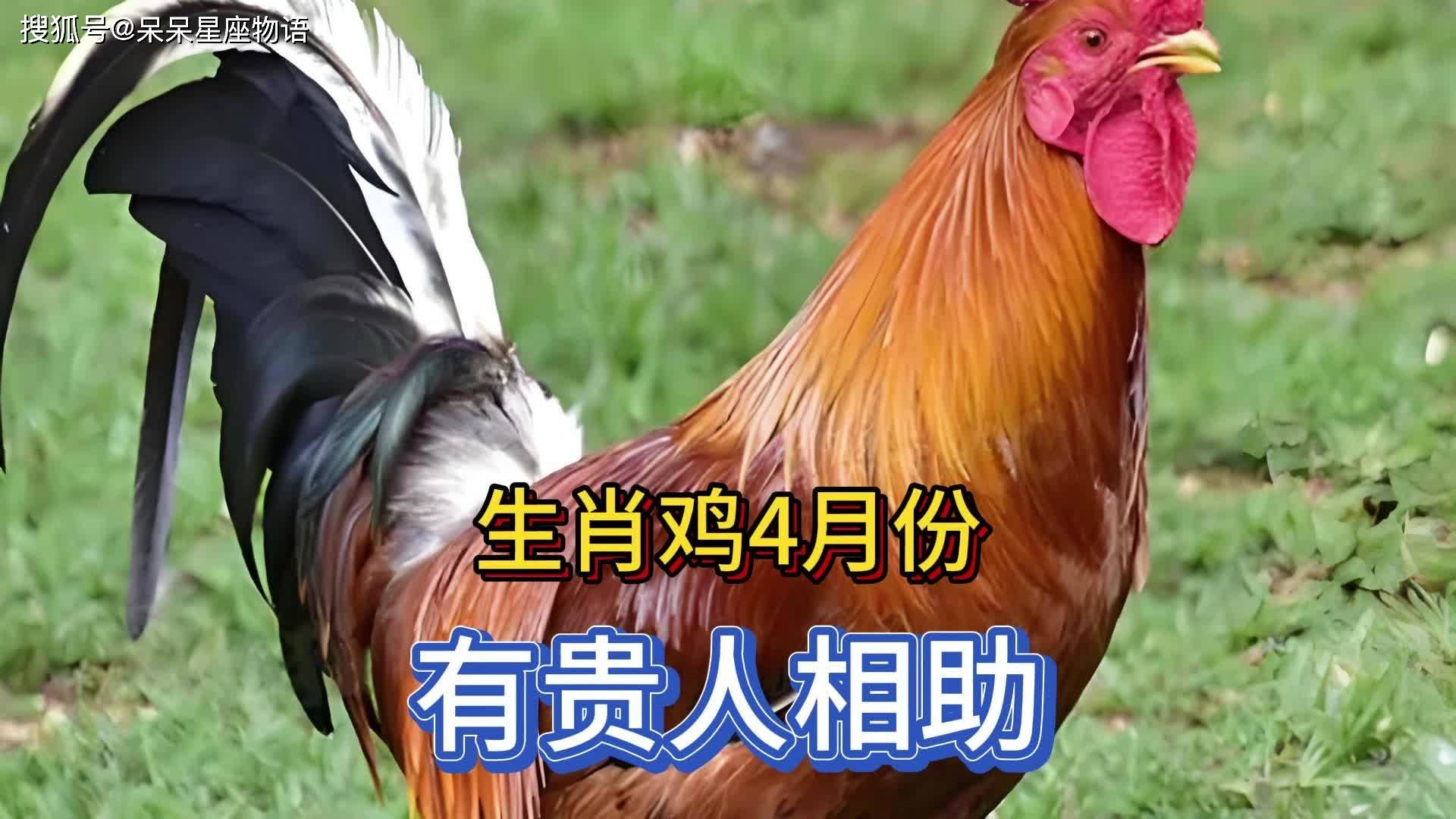 生肖鸡摩羯座运势(属鸡的摩羯座运势2022)