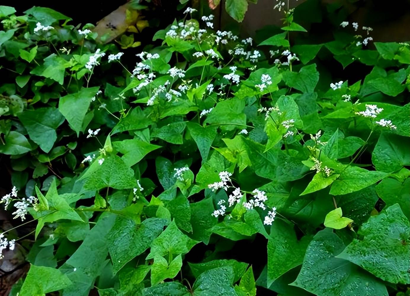 俗称"开胃草",古时的"五谷之王",金荞麦,苦荞头,好处多多
