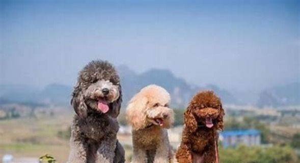 贵宾犬的特点与选取要点（贵宾犬种类有哪些?有哪些特点?）