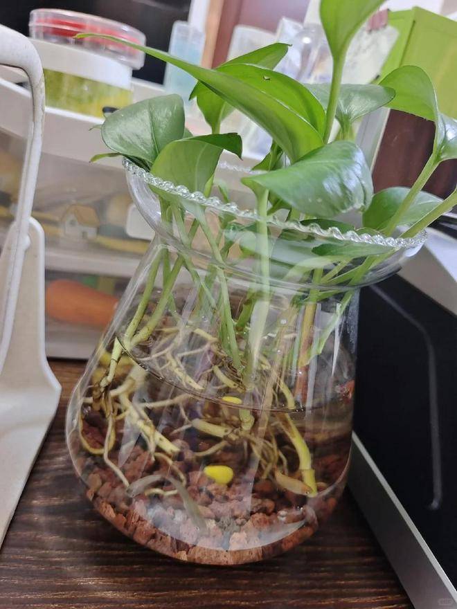 浙江一女孩,绿萝瓶中育出水下"小森林",治愈力爆棚,走红网络