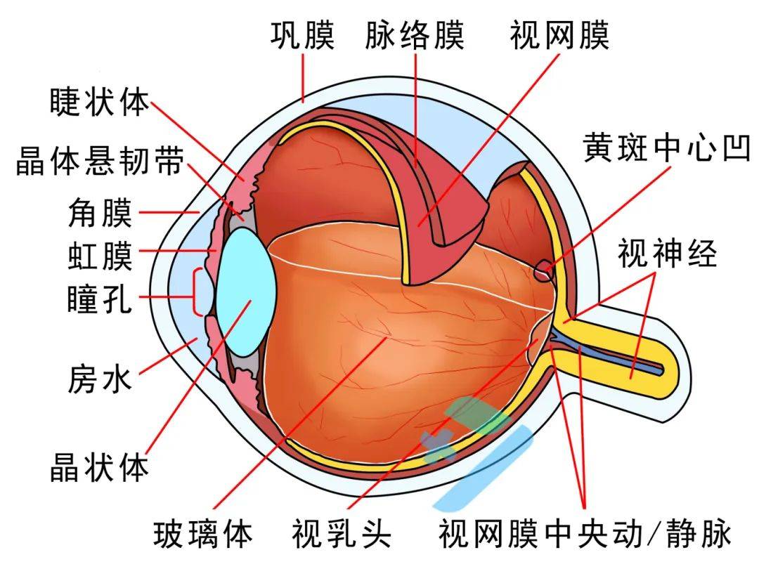 视网膜_视力_眼球
