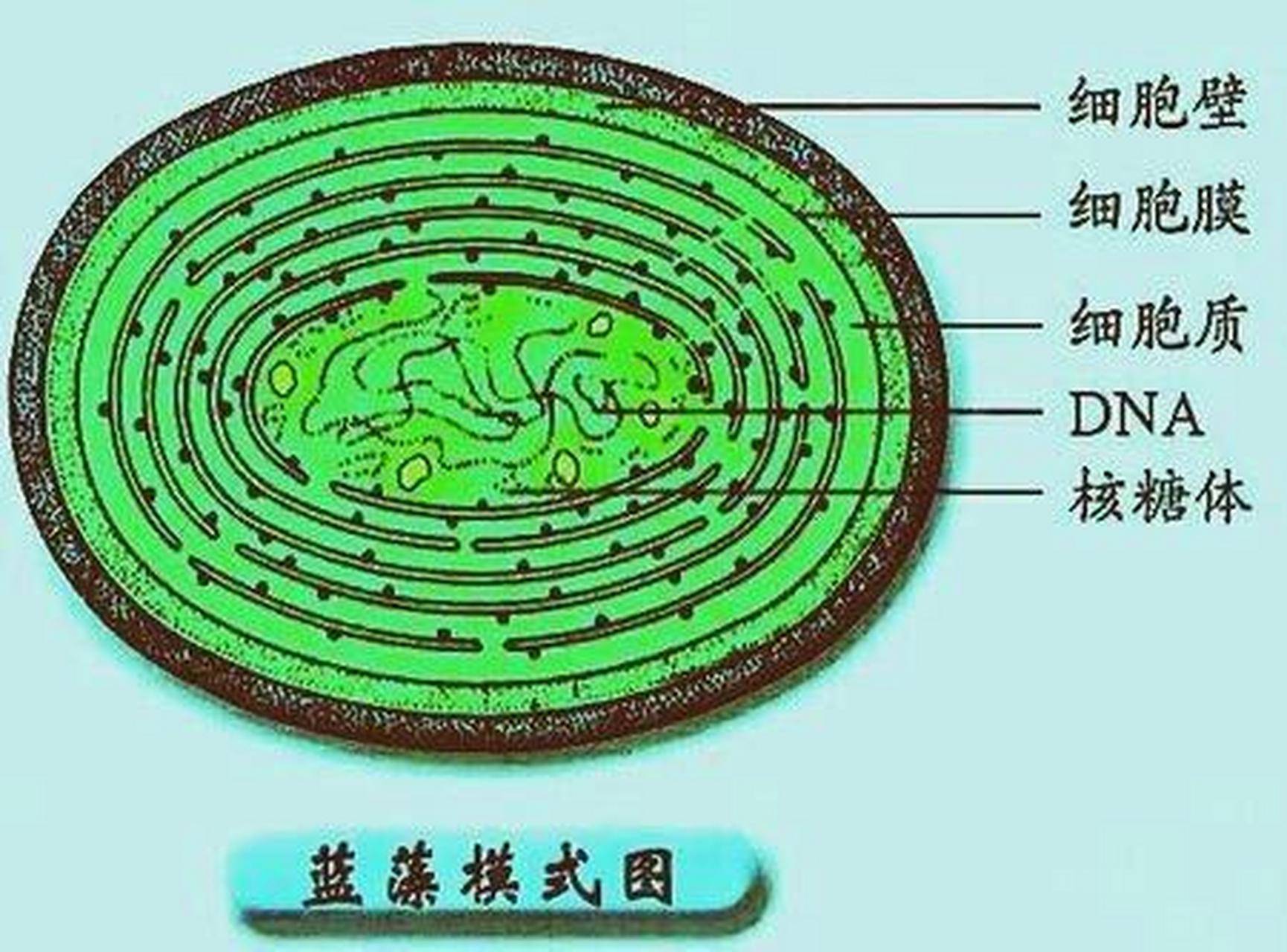 生命_蓝绿藻_微生物