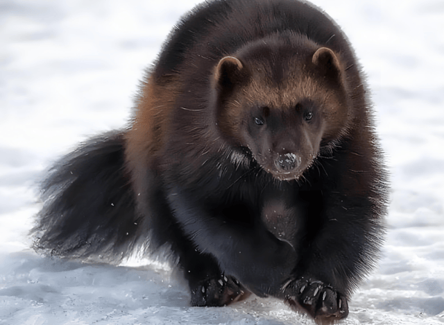 动物_鼬獾_保护