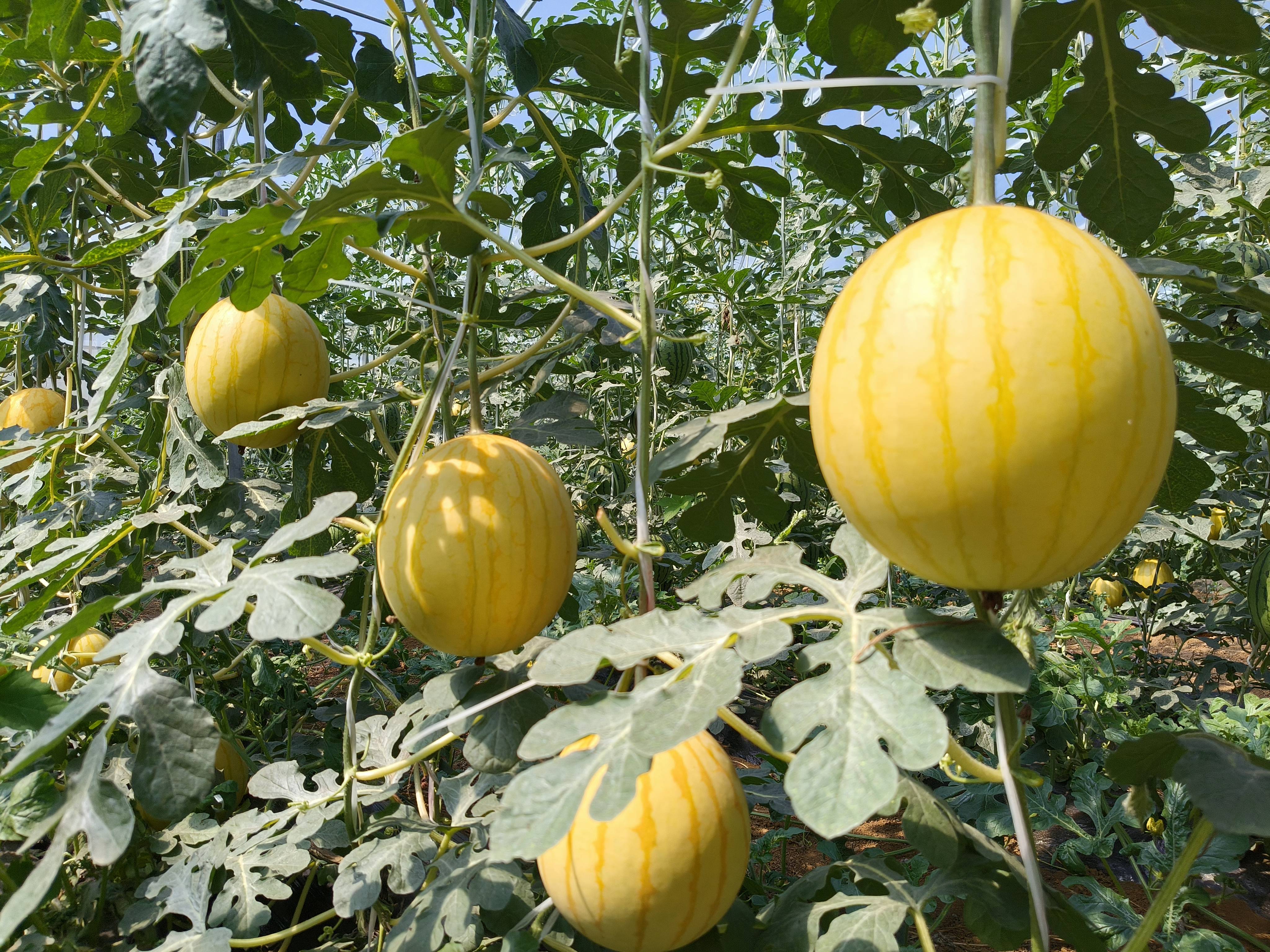 高邑大棚小吊瓜成熟,助农采摘活动即将启幕