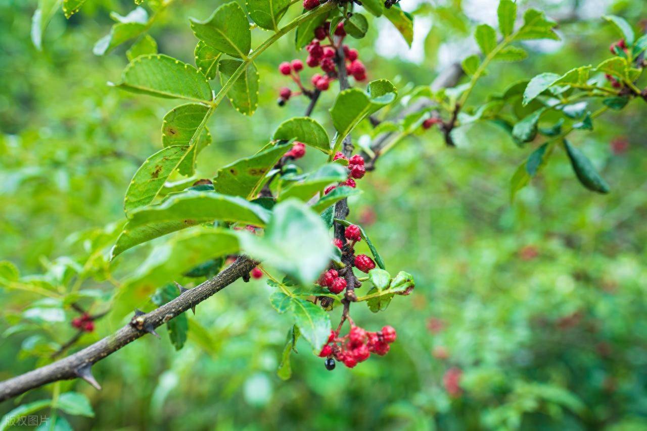 花椒木为何成了香饽饽，还有一木难求，现在花椒木有些什么用途？_搜狐网