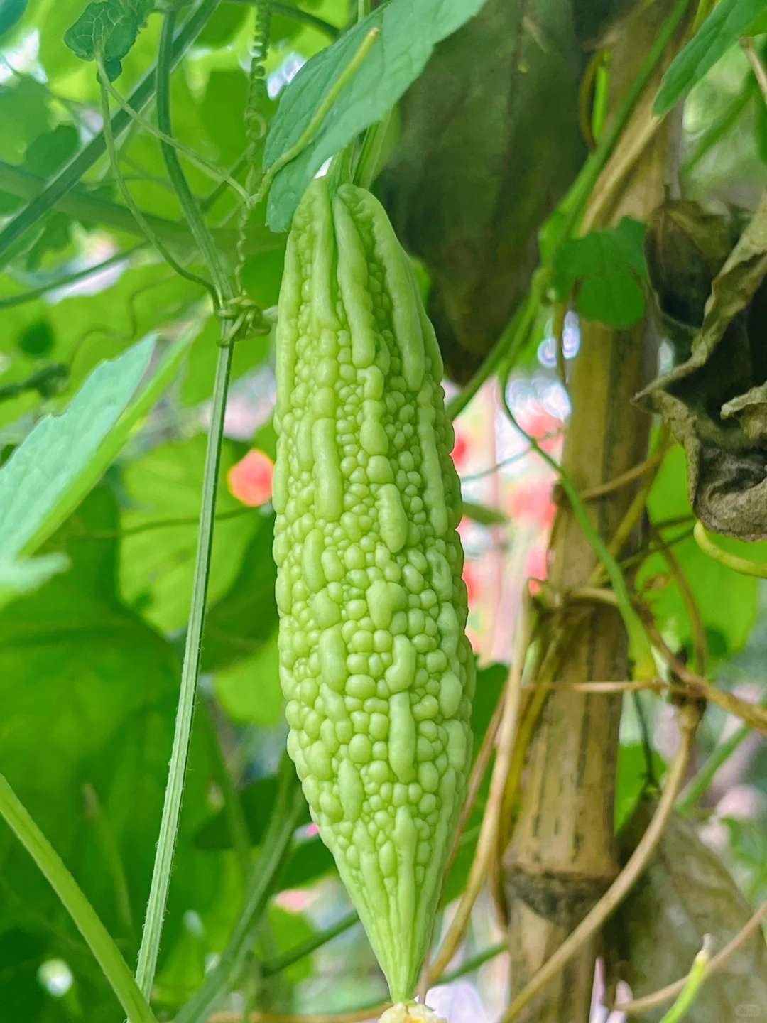 原创            6月，这菜抓紧吃！一清热降火、二祛暑湿、三强体质，鲜嫩正当时！
