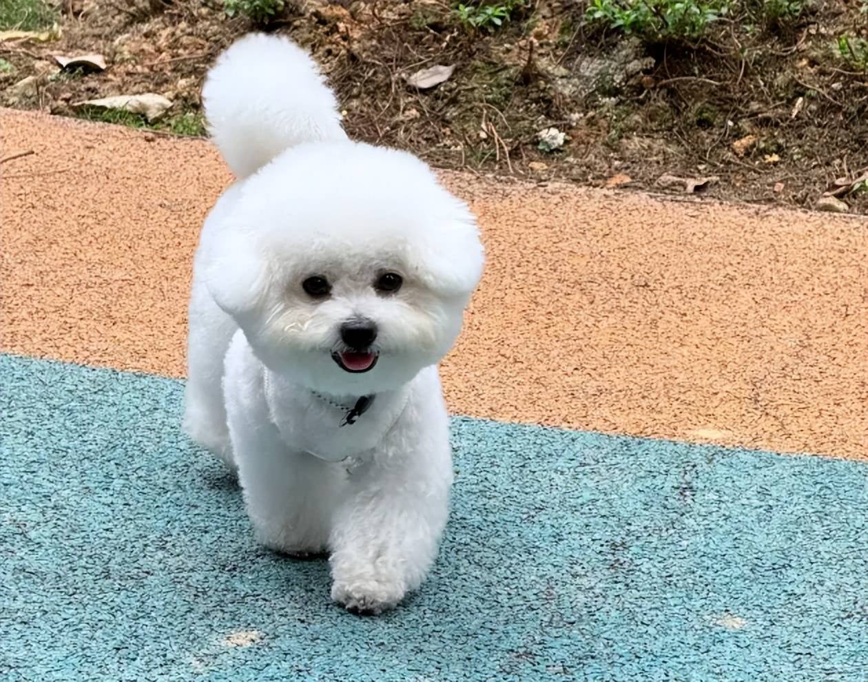 网友公认的"3大温顺"狗狗,对人友好不咬人,城市养不翻车