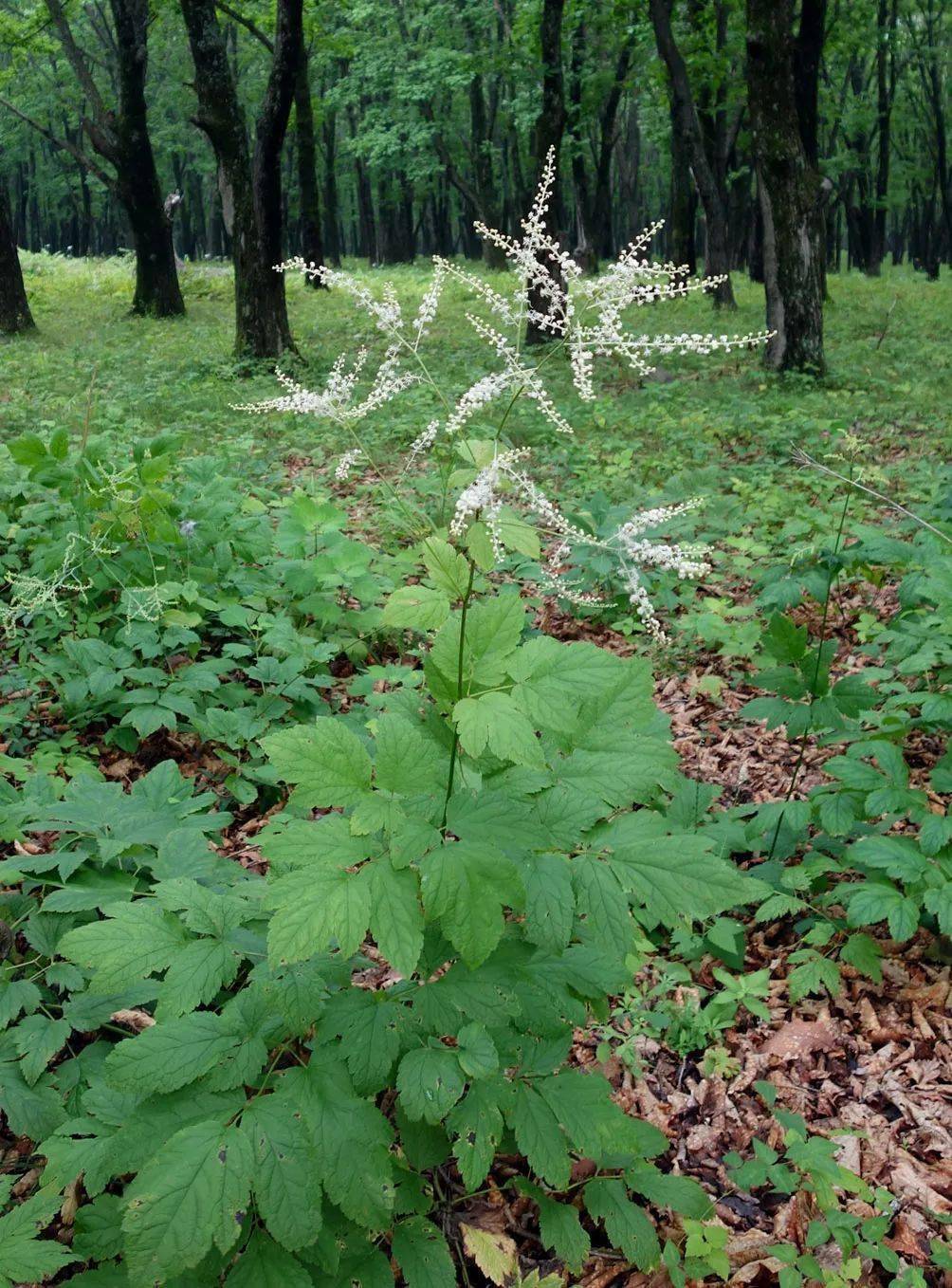 手把手教你认清中草药植物500种