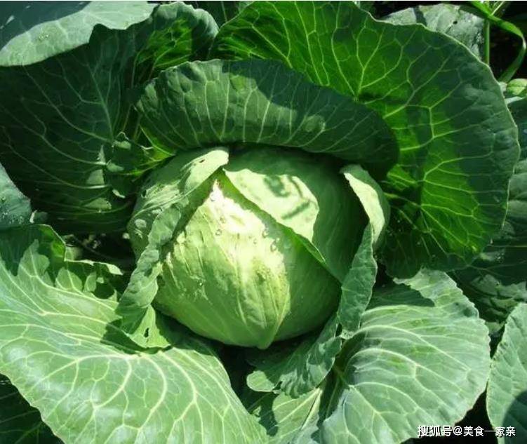 _五花肉烧_五花肉烧肉的做法